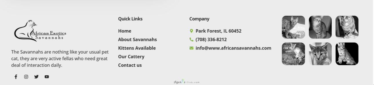 African Savannah - Cats & Kittens for Sale